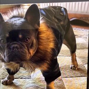 Amazon Black Dog Coat with Brown Faux Fur